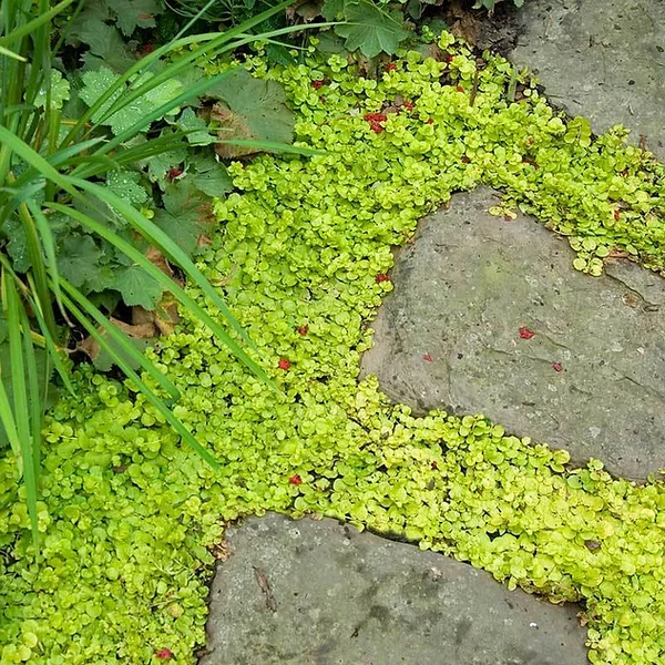 Creeping Jenny are a nice walkable ground cover plant but can be invasive.